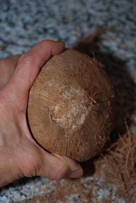 mature coconut