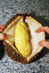 durian fruit