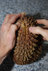 opening a durian