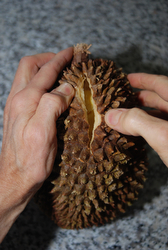 how to open a durian